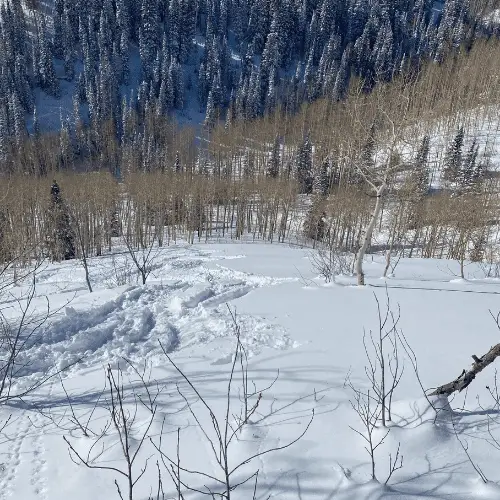 Snowy glade in Big Cottonwood Canyon