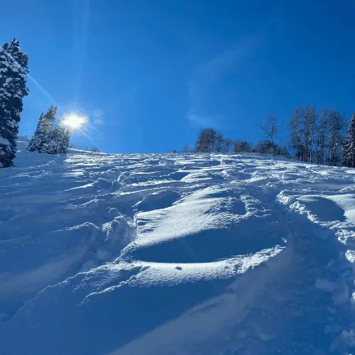 Sunny powder field.